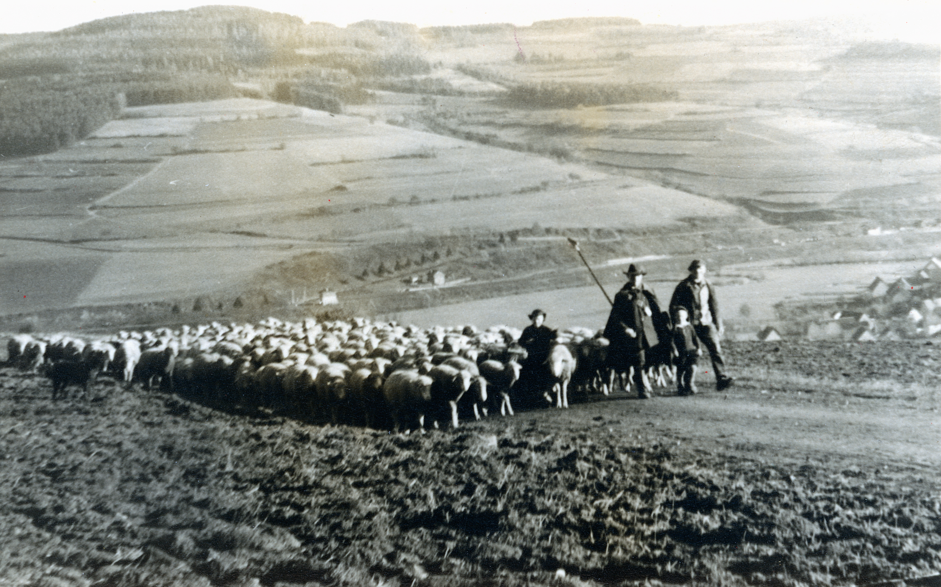 Schäfer Fritz Greb 1955